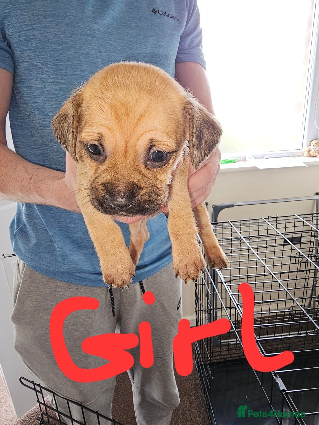 Mixed Breed dogs for sale: dachshund x pug puppy's 8 weeks old  - Image 2
