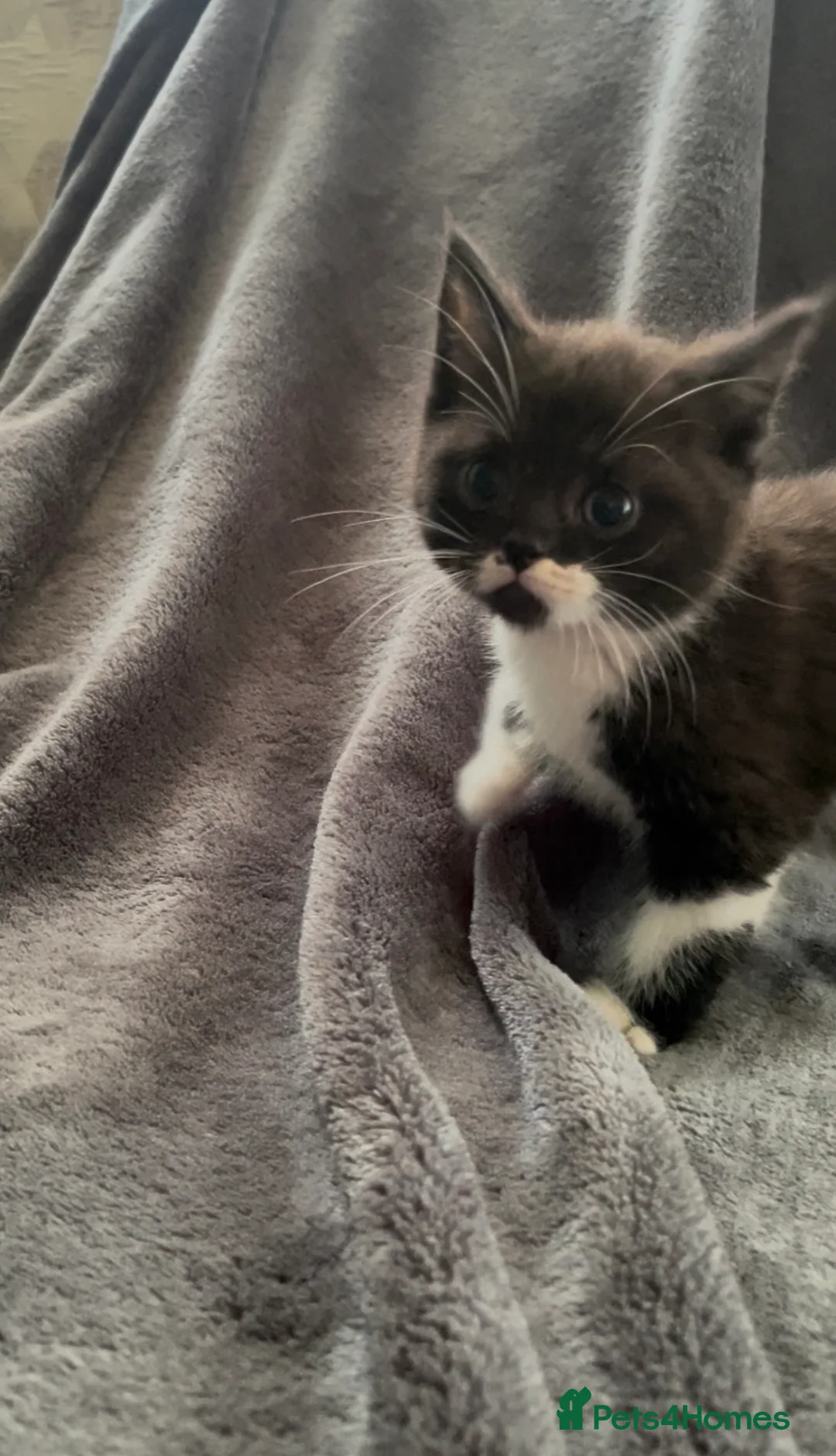 Mixed Breed cats for sale: Kittens ready to leave  - Advert 18