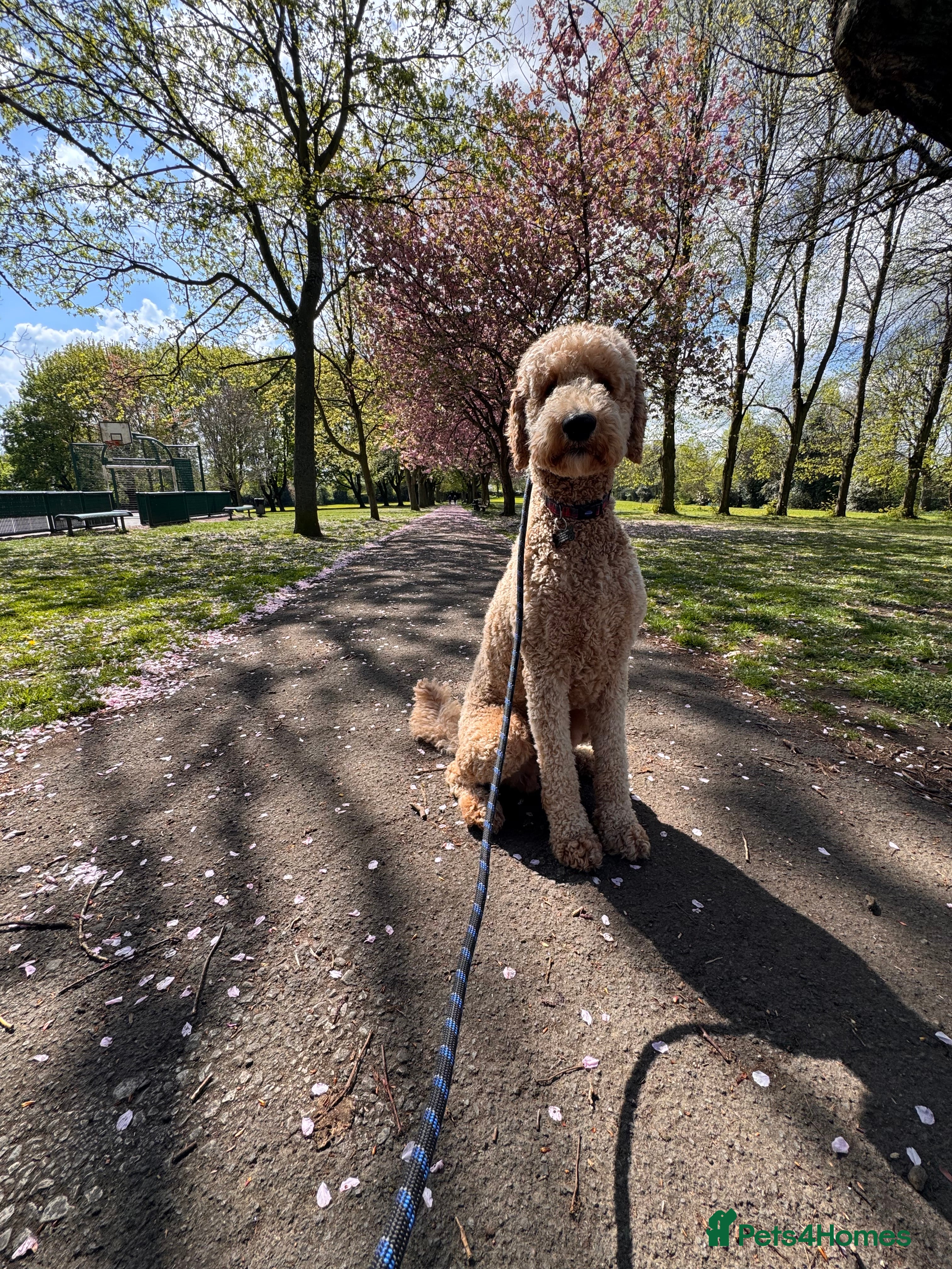 Double Doodle dogs Stud (sheepadoodle/double doodle) in Barnsley - Advert 1