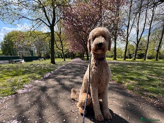 Double Doodle dogs in Barnsley - Advert 2