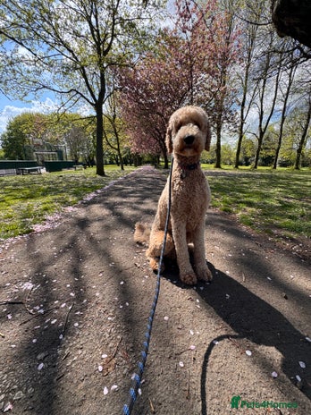 Double Doodle dogs Stud (sheepadoodle/double doodle) in Barnsley - Advert 2