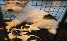 Fox Terrier dogs for sale: Wire Fox Terrier Male Puppy - 4 Months Old - Advert 4
