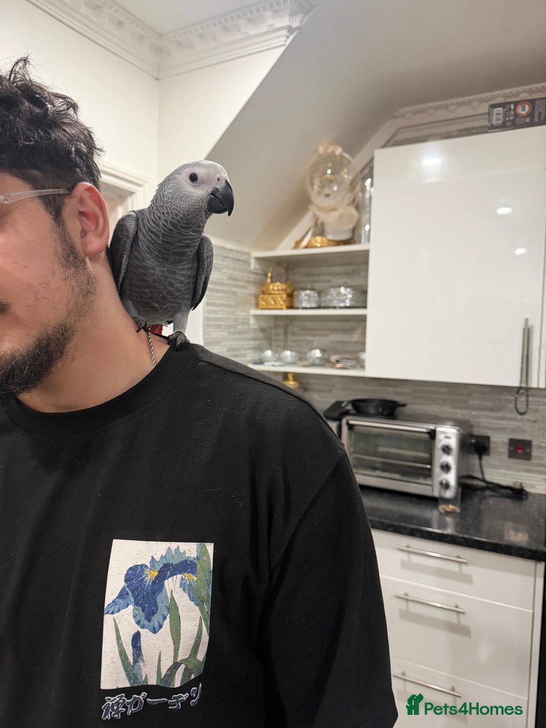 Parrots birds for sale: Super tame baby African greys  - Advert 5