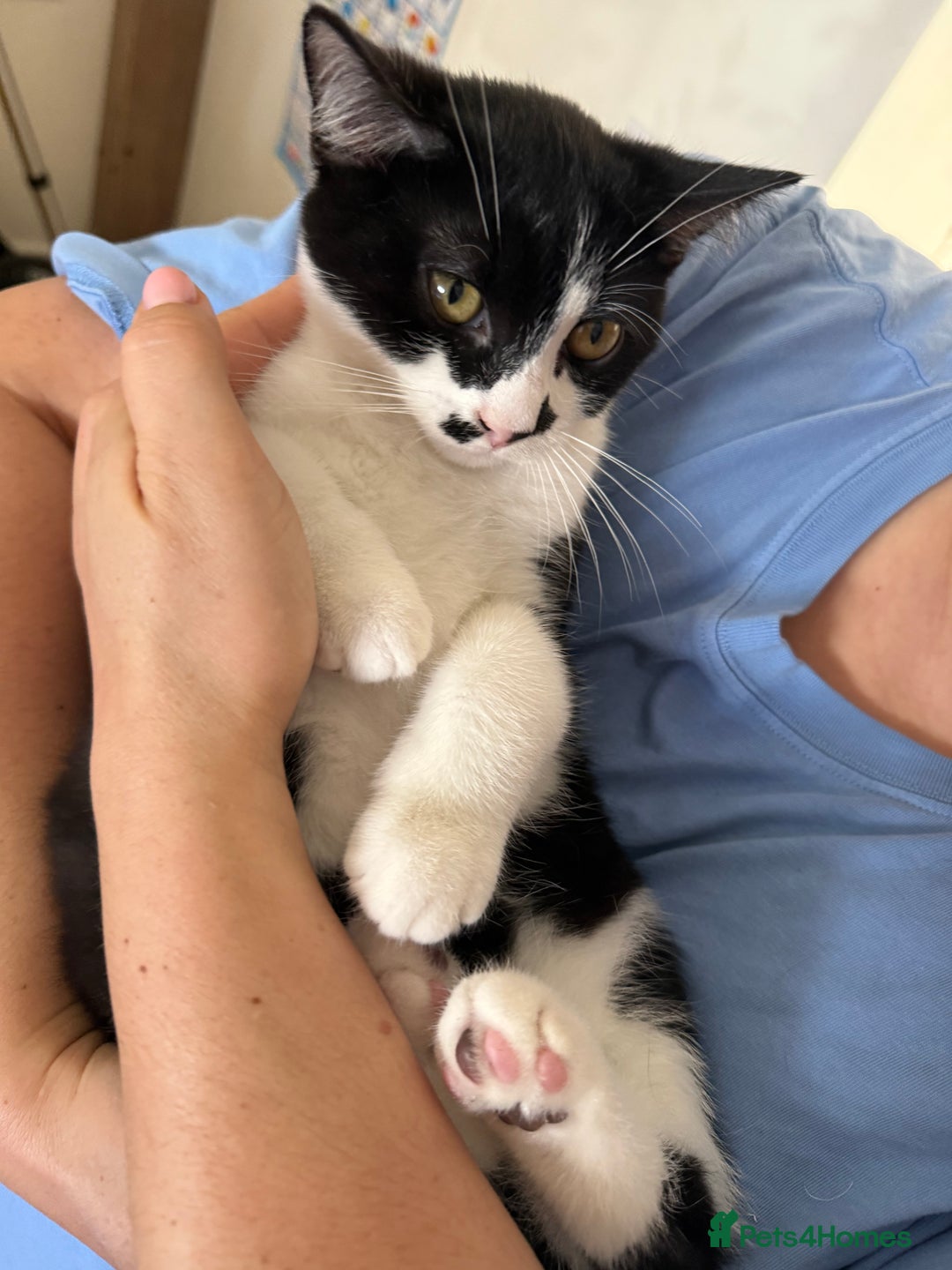 Mixed Breed cats for sale: British shorthair 5 mix kittens  - Image 23