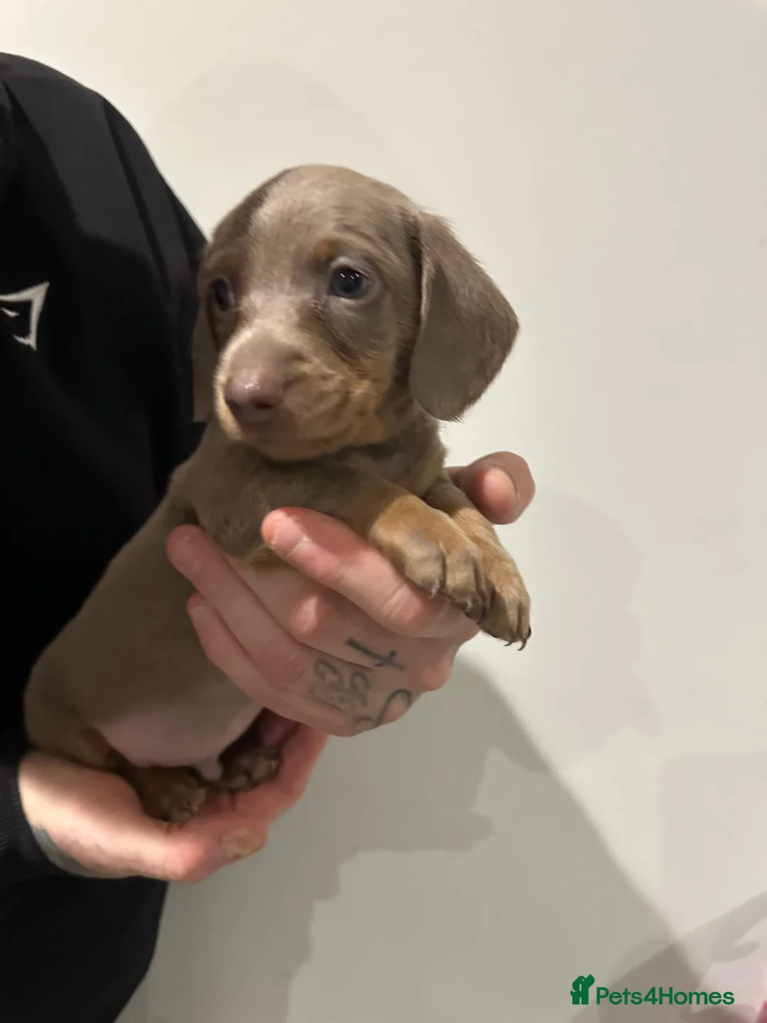 Miniature Dachshund dogs for sale: Mini dachshunds - Advert 6