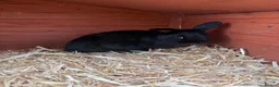 Netherland Dwarf rabbits for sale: Young Rabbit for rehoming  - Advert 4