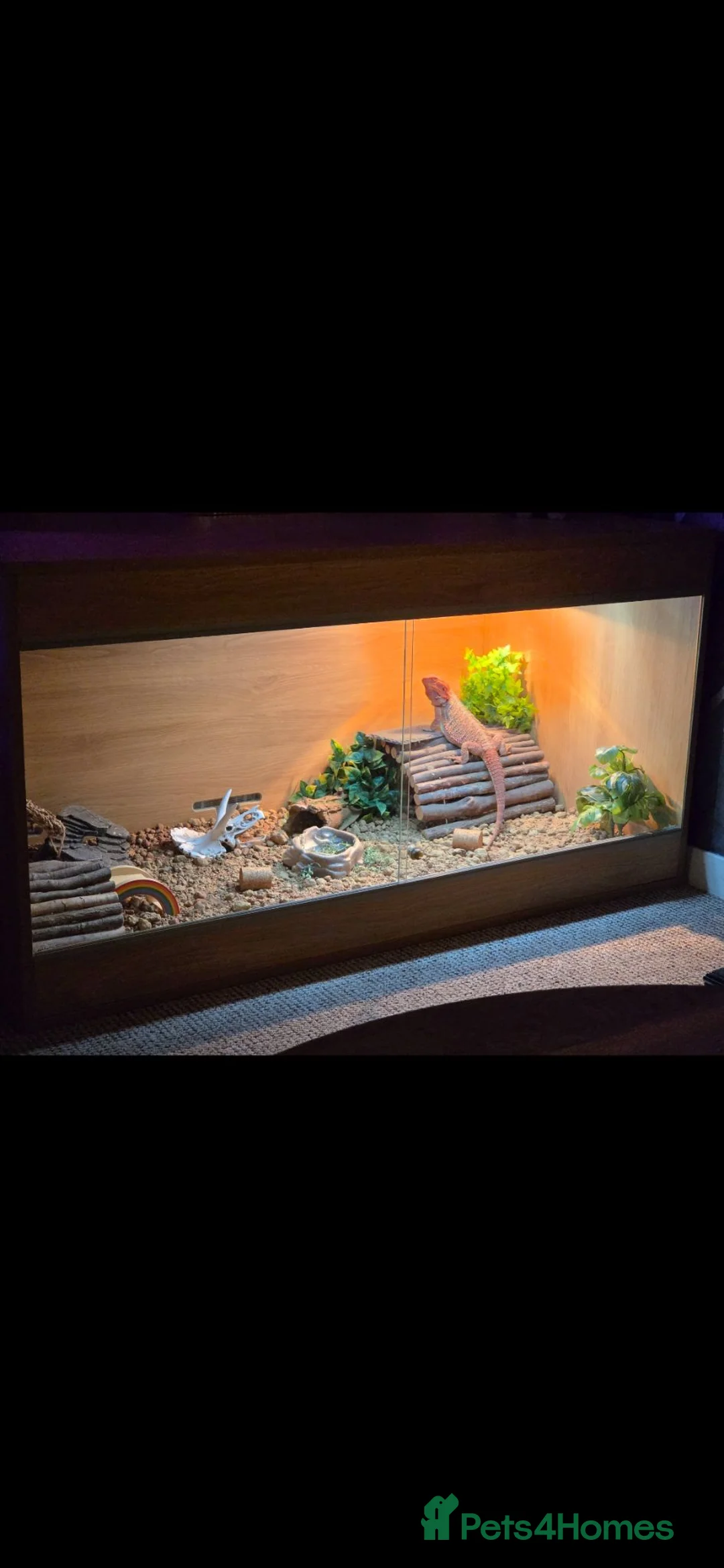 Bearded Dragon reptiles for sale: Male Bearded Dragon  in Wakefield - Advert 2