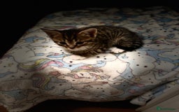 Mixed Breed cats for sale: Cute Scottish Straight mixed breed kittens, ready  - Image 5