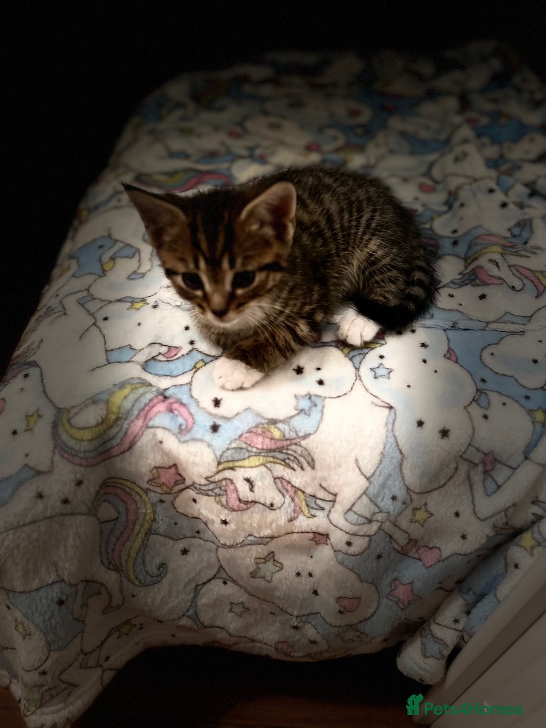 Mixed Breed cats for sale: Cute Scottish Straight mixed breed kittens, ready  - Image 5