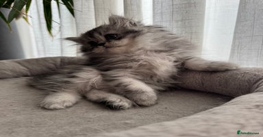 Persian cats - Advert 7