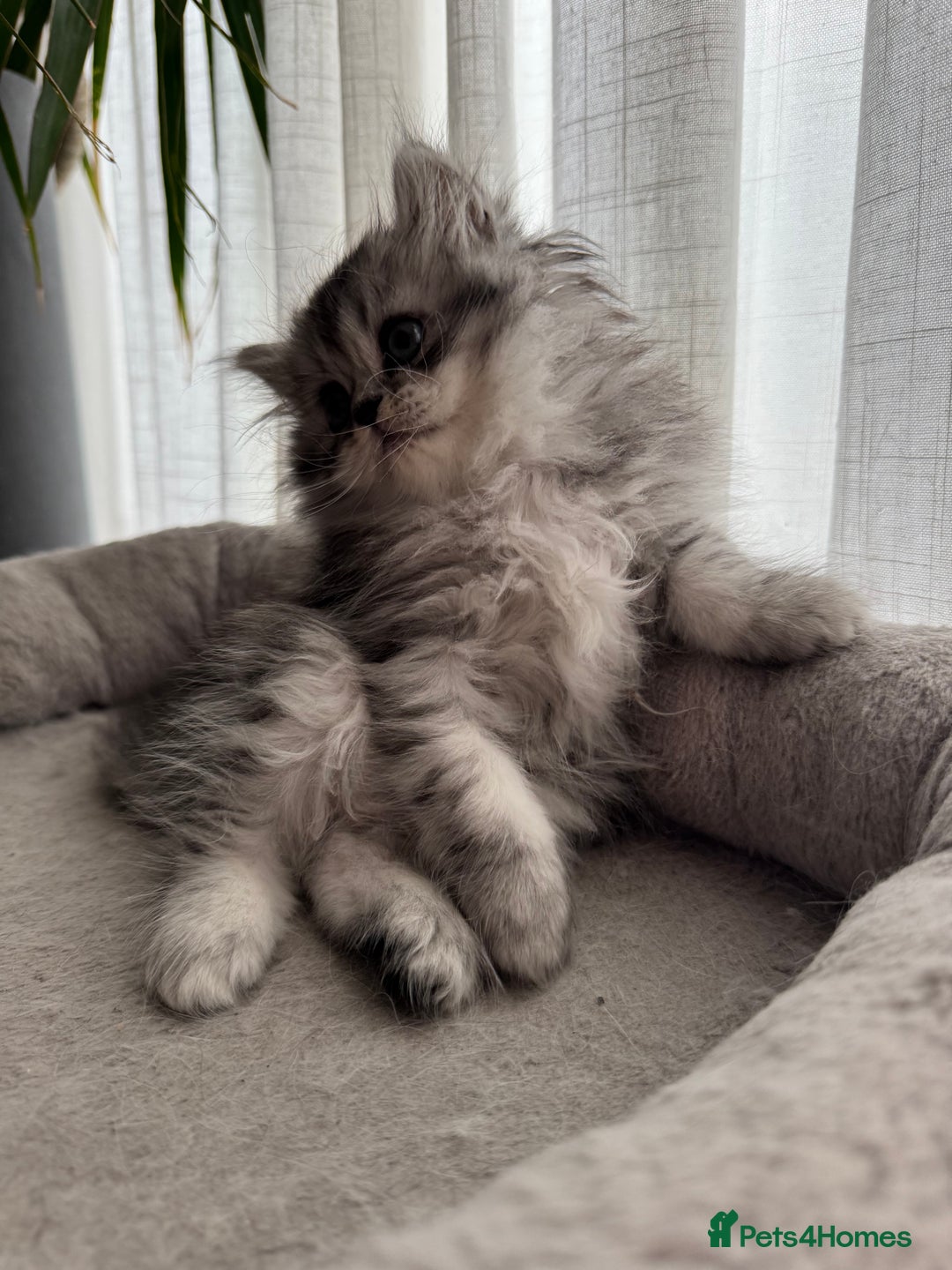 Persian cats for sale: 🐾Fluffy Chinchilla Persian kittens for Sale🐾 - Image 13