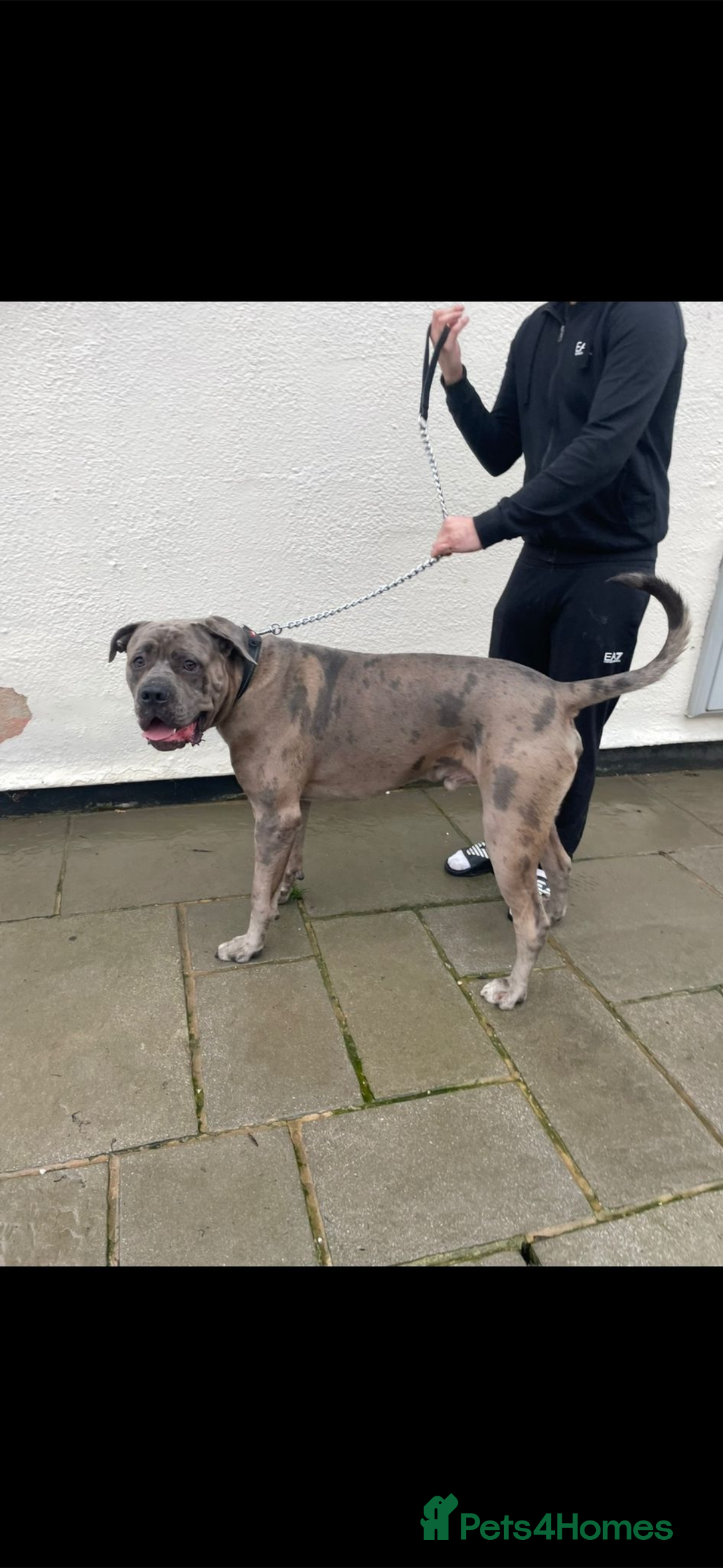 Cane Corso dogs for stud: 65 kilo Merle cane corso  - Advert 3