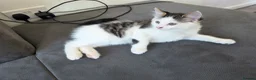Mixed Breed cats for sale: 1 male kitten - Advert 7