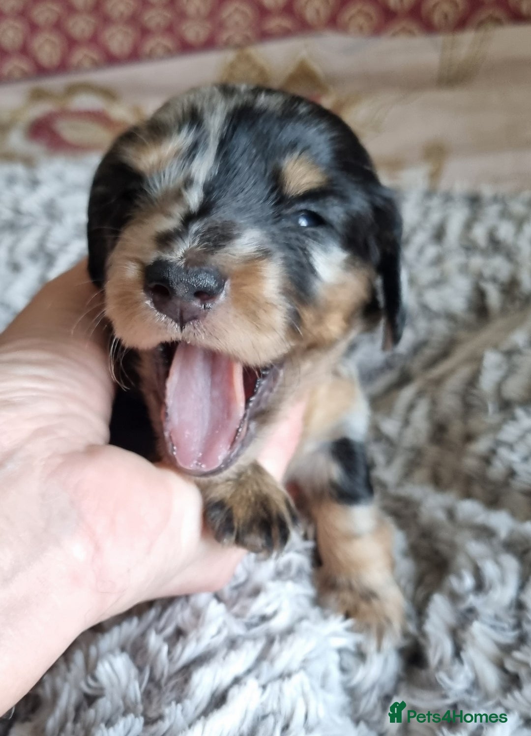 Miniature Dachshund dogs for sale: KC Reg. PRA Clear Long Haired Mini Dachshunds  - Advert 19