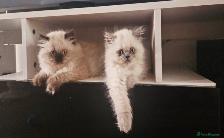Persian cats - Advert 7
