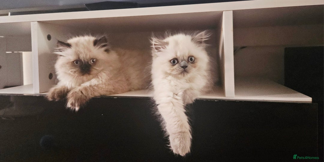 Persian cats for sale: PERSIAN HIMALAYAN Kittens for Sale!   - Image 5