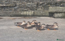 Ducks poultry for sale: Silver Appleyard call ducks for sale  - Image 2