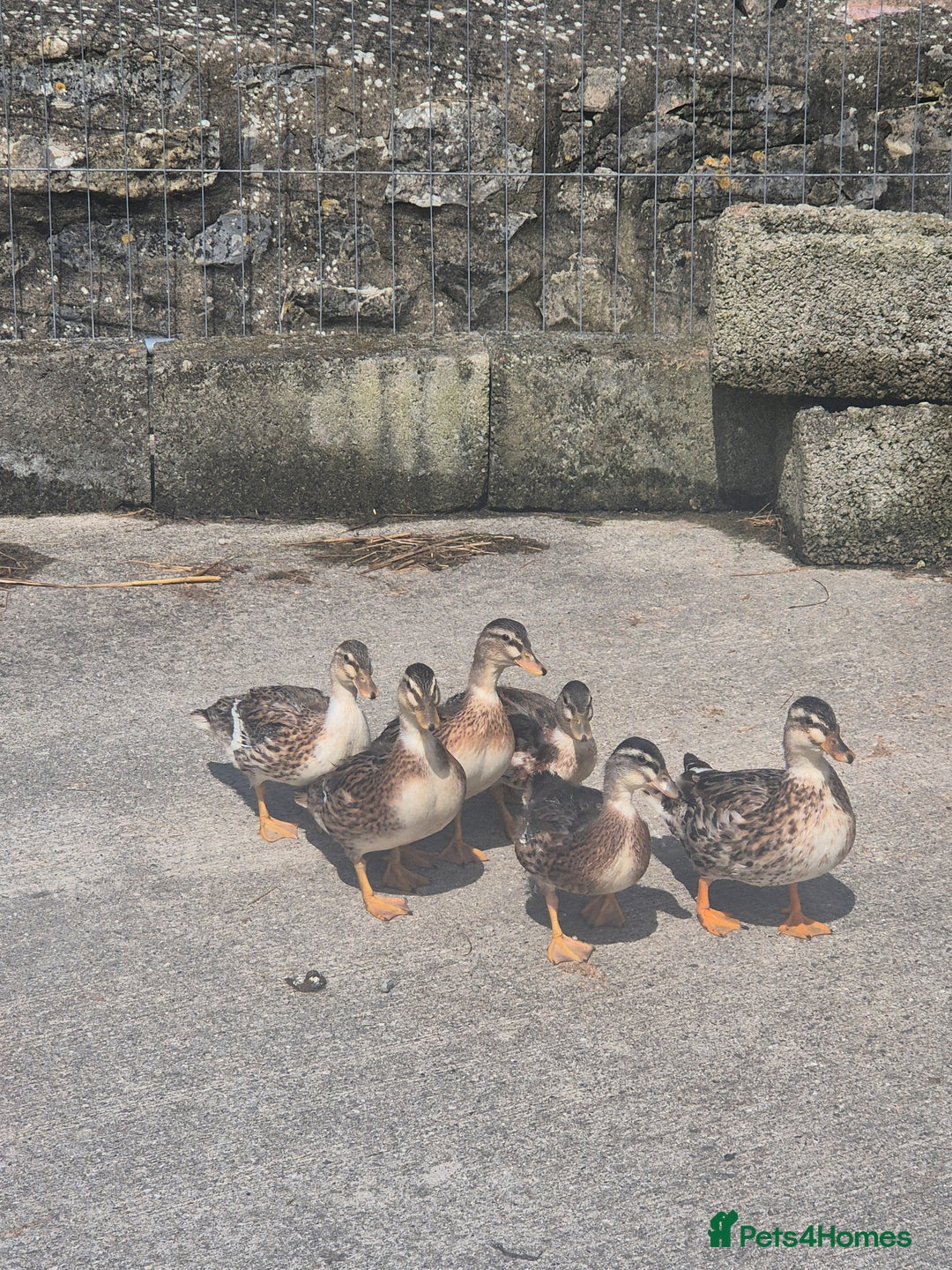 Ducks poultry for sale: Silver Appleyard call ducks for sale  - Image 2