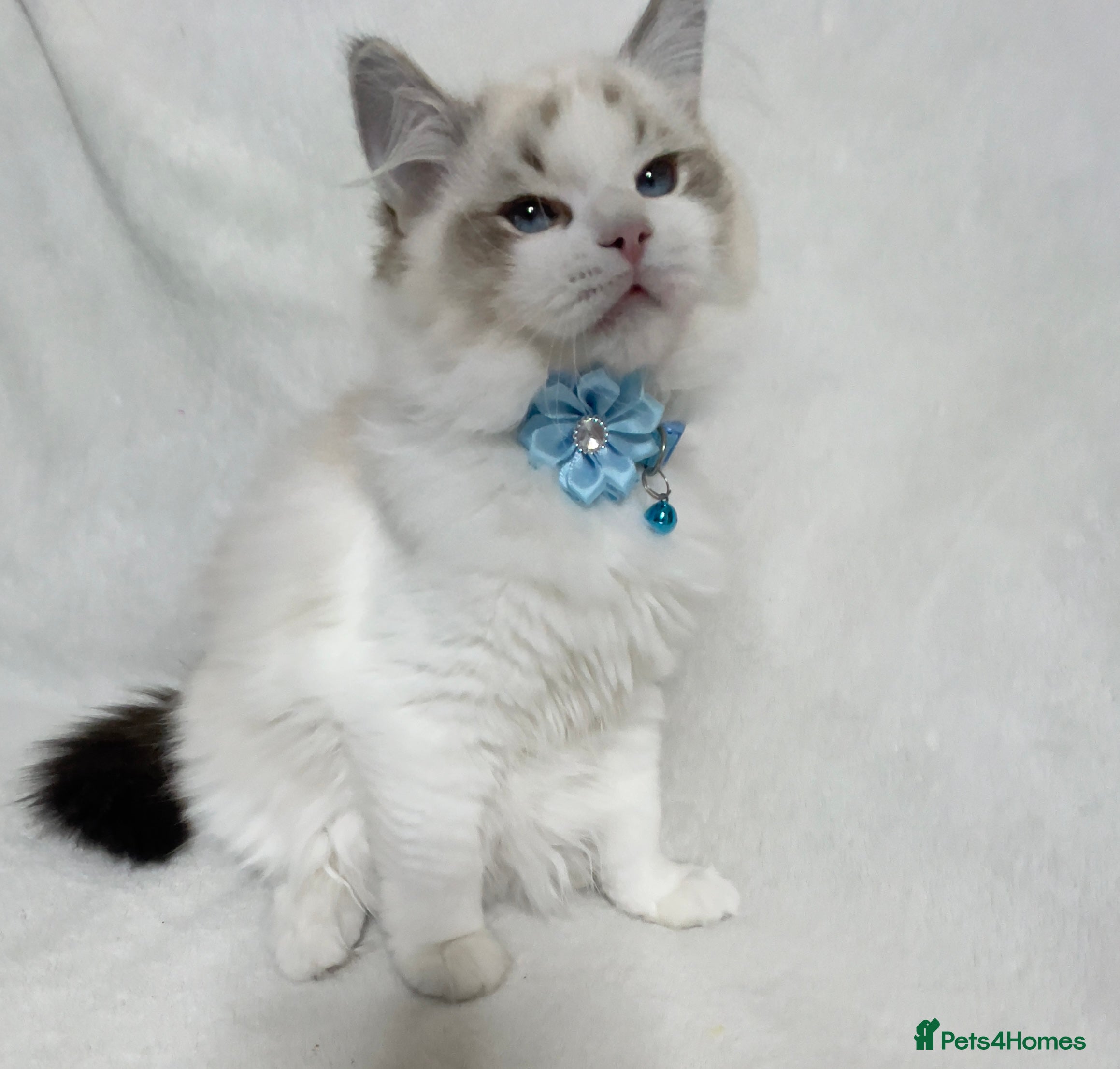 Ragdoll cats LAST BOY  Ragdoll Kittens – Ready Now! - Advert 3