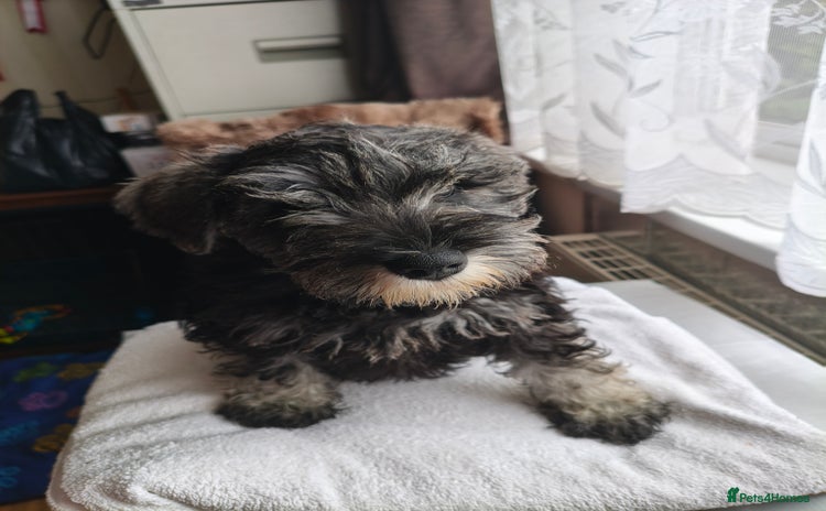 Miniature Schnauzer dogs - Advert 2