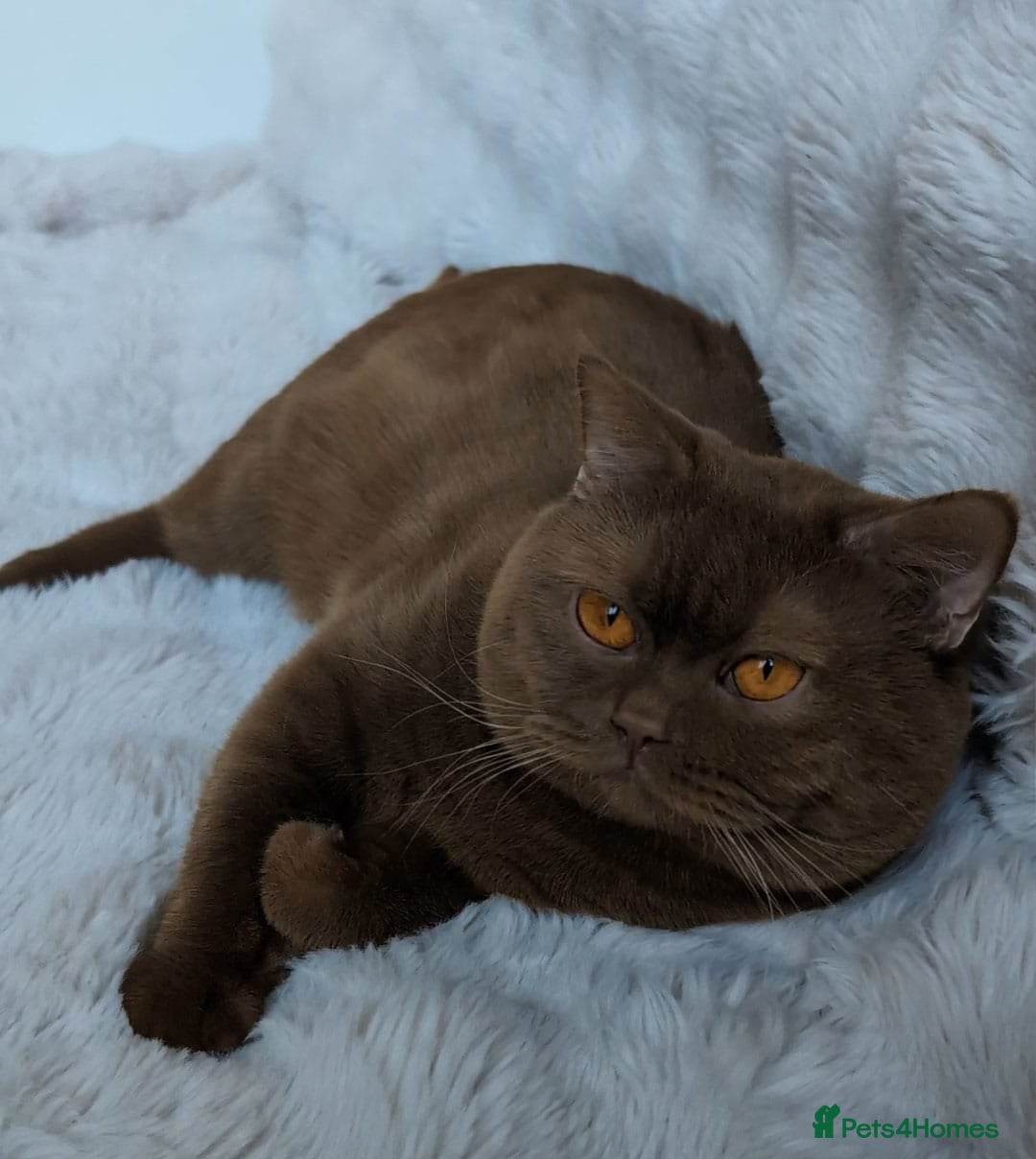 British Shorthair cats for sale: 🏆GCCF / TICA Active –🏅 PROVEN  - Advert 7