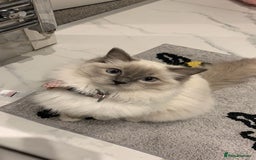 Ragdoll cats for sale: Ragdoll X British Shorthair Kittens - Image 10