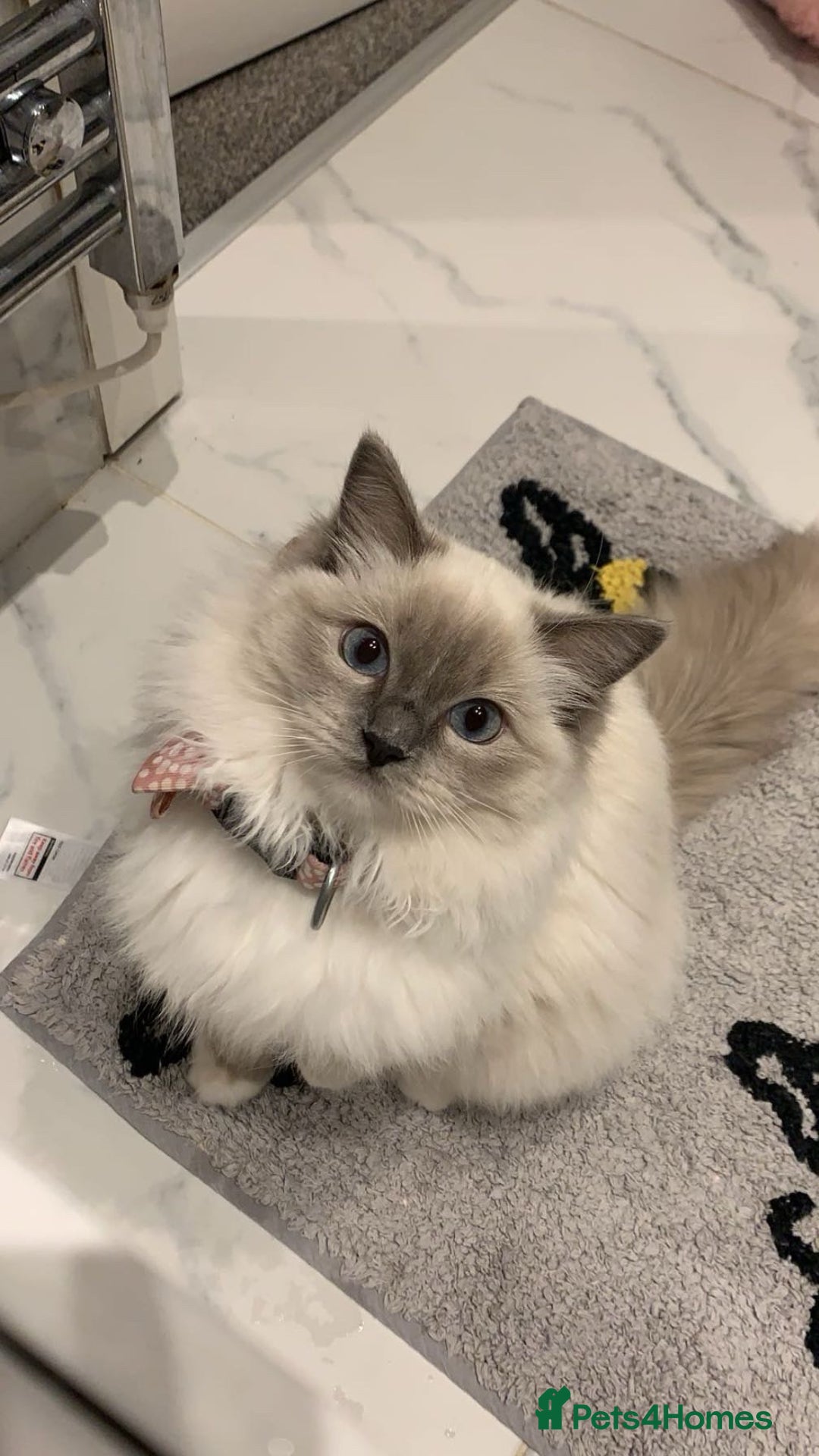 Ragdoll cats for sale: Ragdoll X British Shorthair Kittens - Image 10