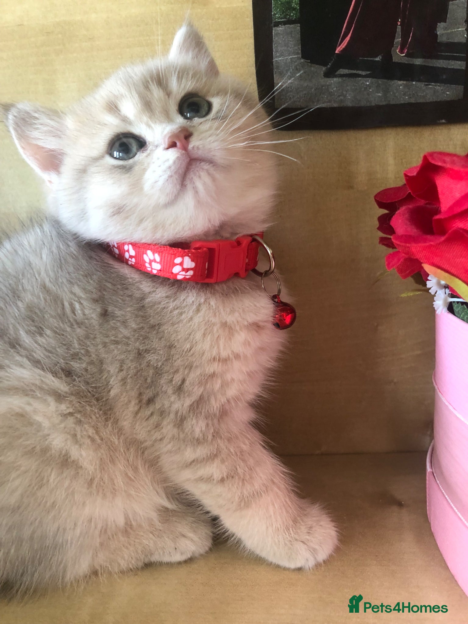 British Shorthair cats British shorthair kittens  - Advert 3