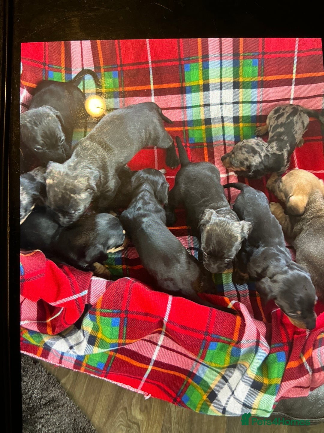 Dachshund dogs for sale: Dachshund - Advert 5