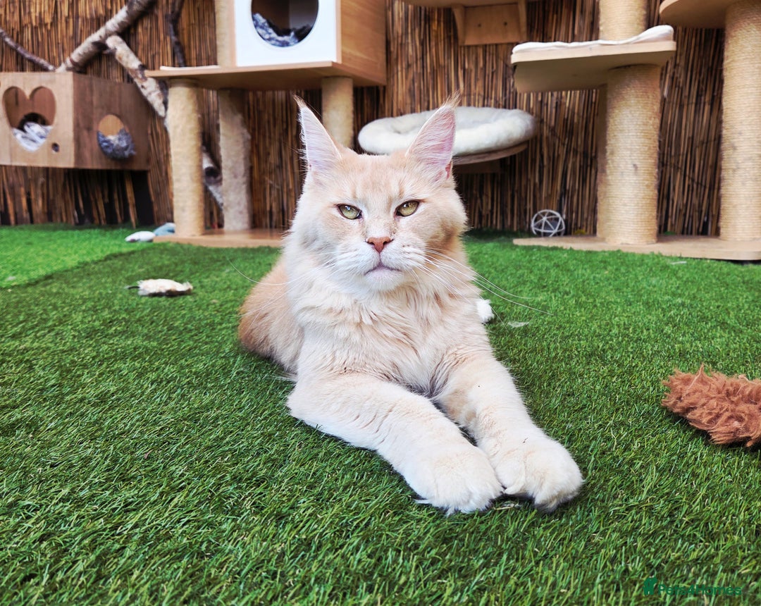 Maine Coon cats for sale: 1 Cream Boy Available. Ready Now.  - Image 18