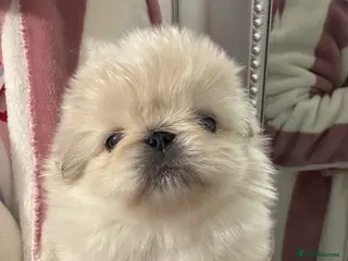 Pekingese dogs Pekingese puppys - Advert 3