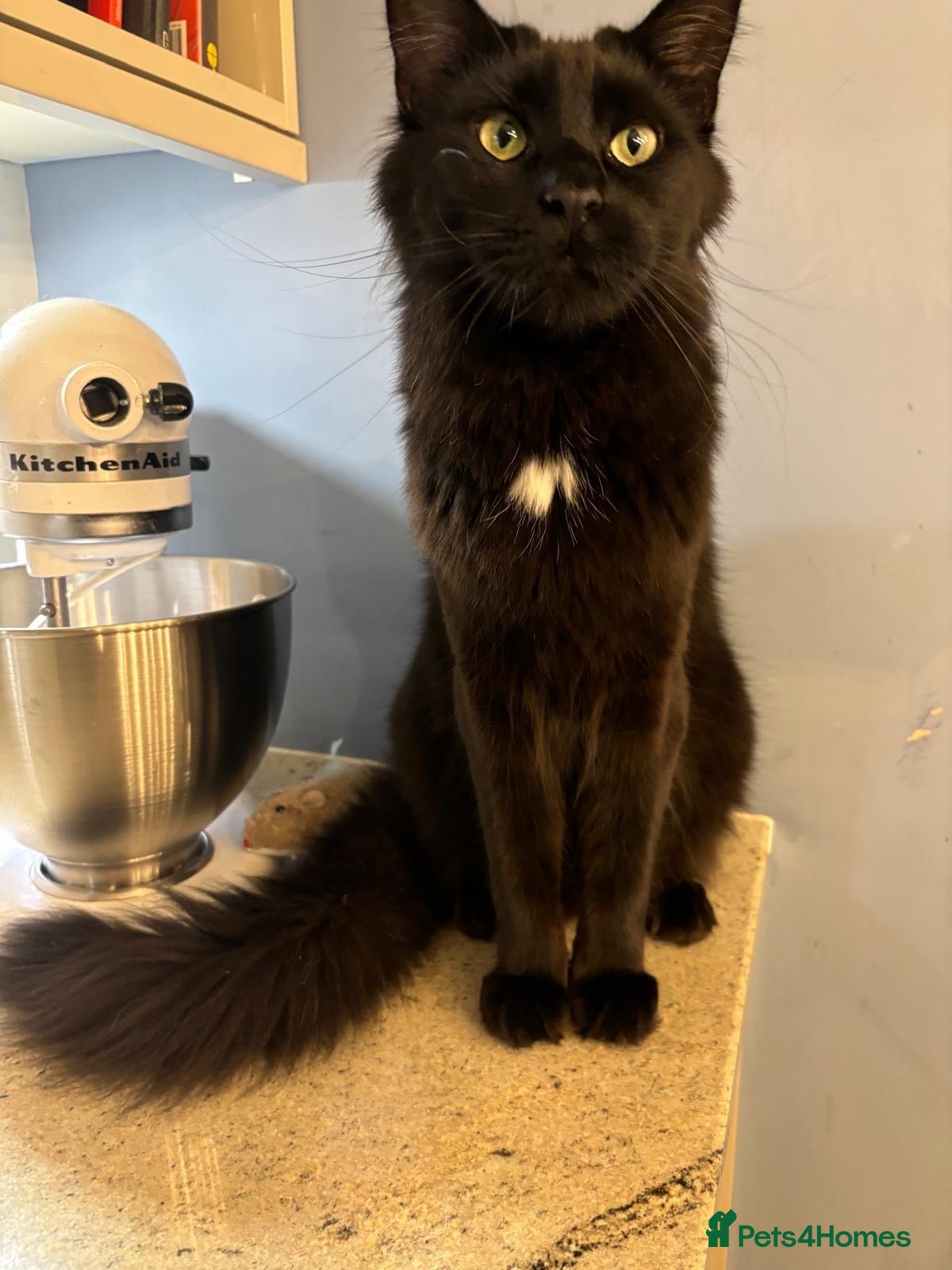 Maine Coon cats for sale: 🐾 Beautiful 4-Year-Old Female Maine Coon  🐾 - Advert 1