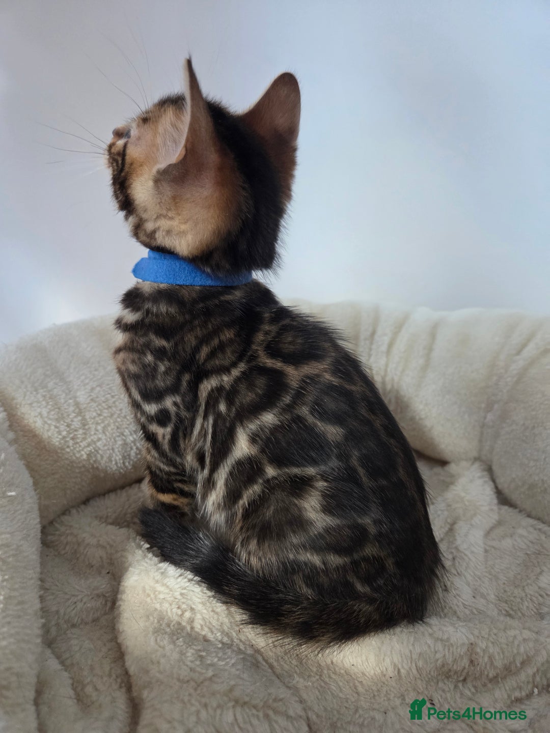 Bengal cats for sale: Tica register Bengal Kittens 😸  - Advert 14