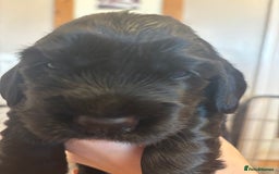 Cocker Spaniel dogs for sale: 4 cocker spaniel puppies, mum and dad family pets - Advert 12