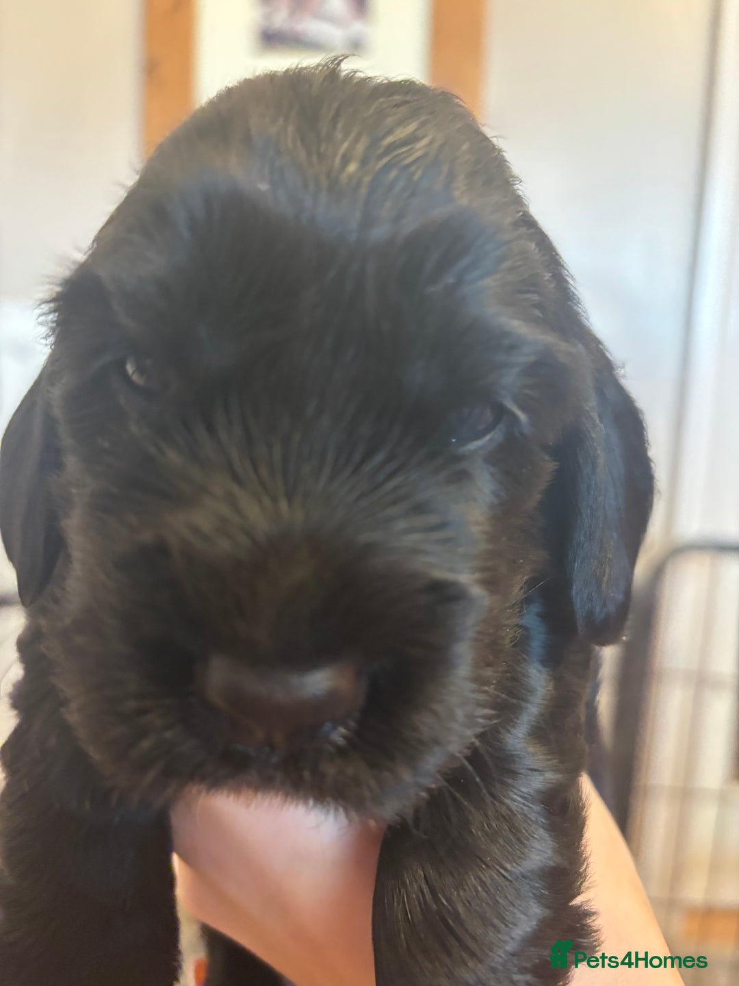 Cocker Spaniel dogs for sale: 4 cocker spaniel puppies, mum and dad family pets - Advert 12