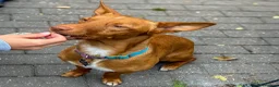Mixed Breed dogs for adoption: Shadow - Podenco Maneto  in Birmingham - Advert 16