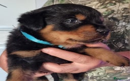 Rottweiler dogs for sale: 4 pups left, extensively health tested parents - Image 3