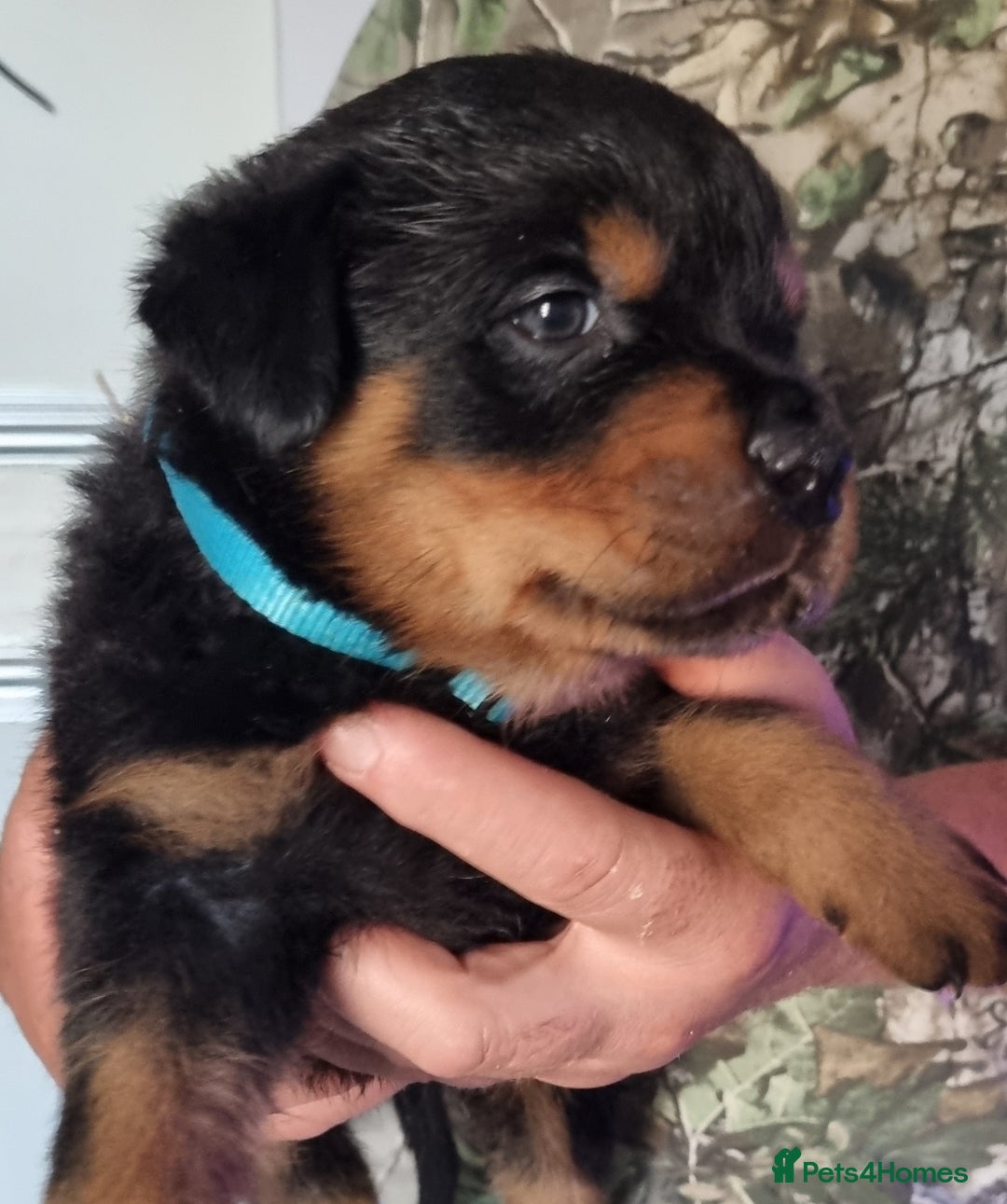 Rottweiler dogs for sale: 4 pups left, extensively health tested parents - Image 3