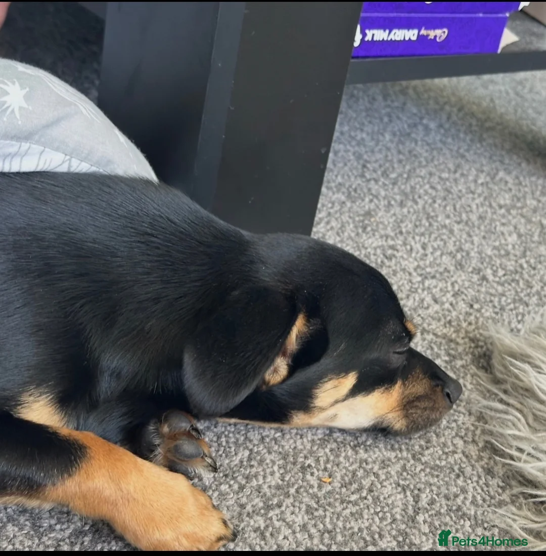 Jack Chi dogs for sale: Rory  in Rotherham - Advert 2