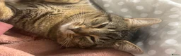 Mixed Breed cats for sale: Male mixed breed 10 months old Male  - Advert 5