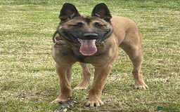 Belgian Shepherd Dog dogs for sale: Belgian mallinos pup - Image 2