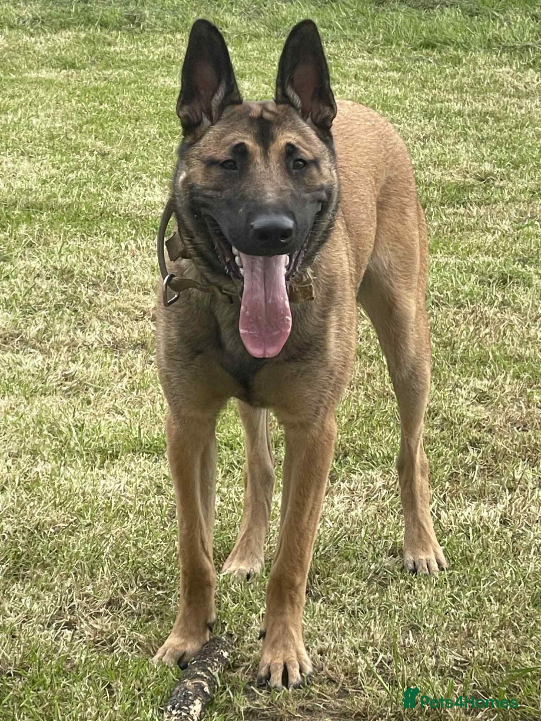 Belgian Shepherd Dog dogs for sale: Belgian mallinos pup - Image 2