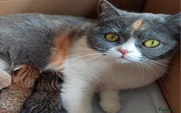 Scottish Fold cats for sale: SOLD---TICA Registered Scottish Straight Neutared  - Image 2