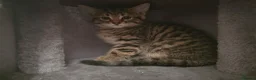 Mixed Breed cats for sale: 3 beautiful kittens - Advert 9