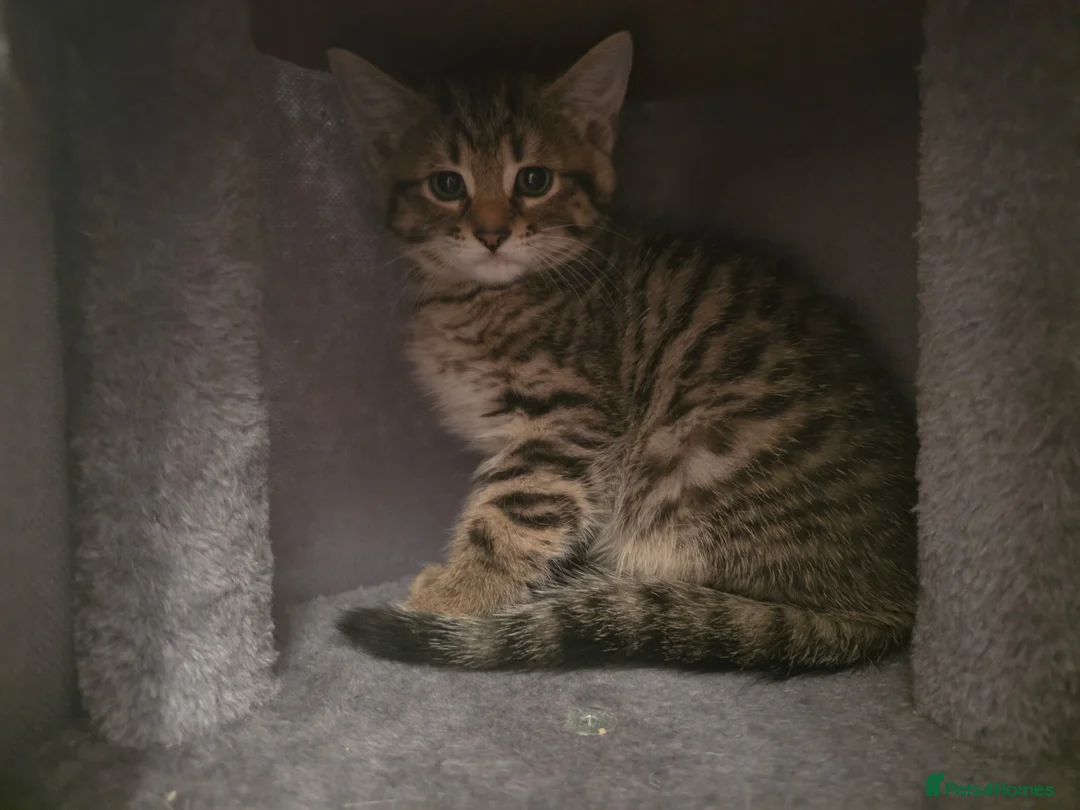 Mixed Breed cats for sale: 3 beautiful kittens - Advert 9