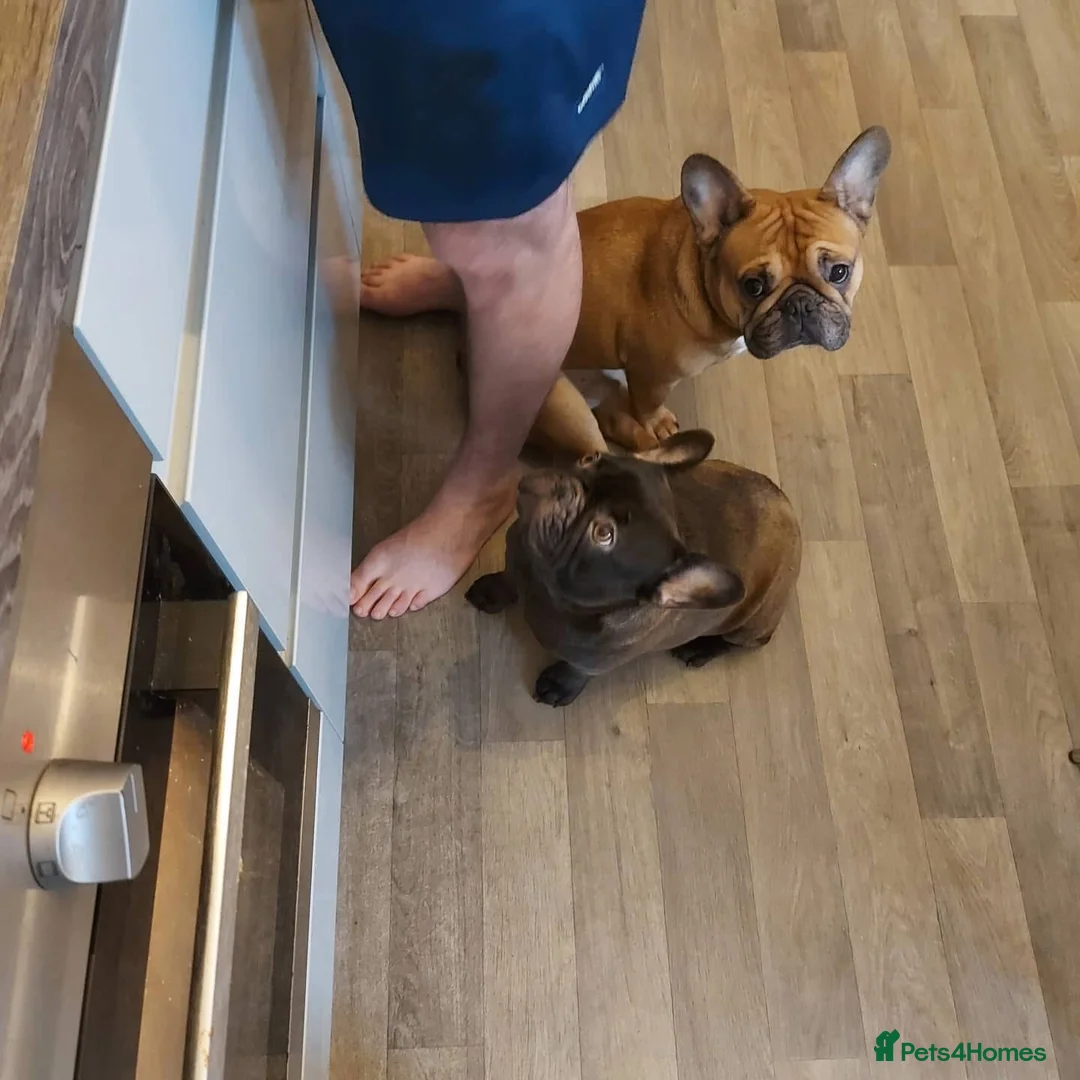 French Bulldog dogs for sale: Bonded pair French bulldogs  in Liverpool - Advert 2