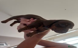 Miniature Dachshund dogs for sale: 2 beautiful miniature dachshunds  - Image 8