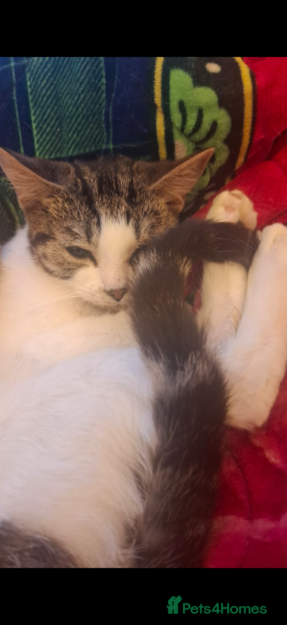 Domestic Shorthair cats 6 month old female kitten -Free to good home - Advert 2