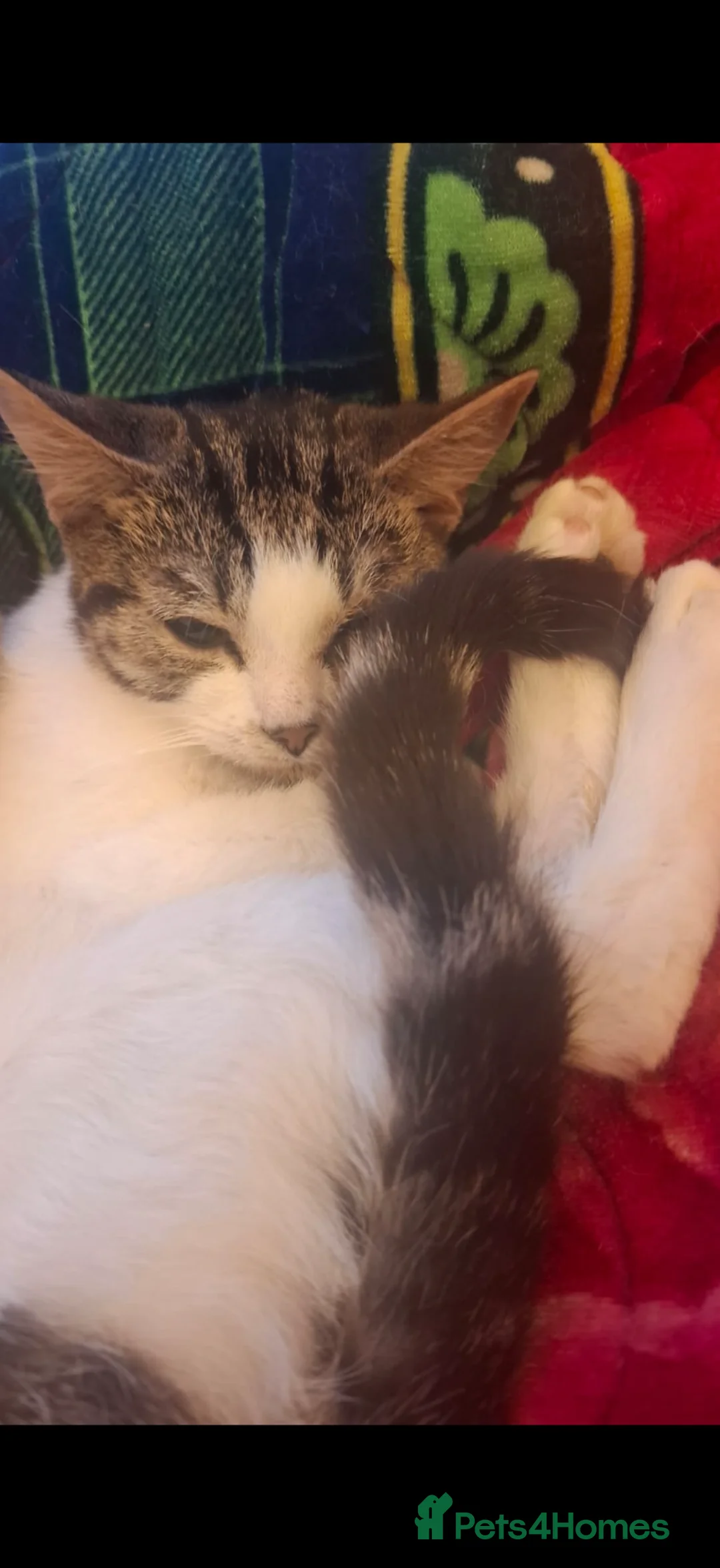 Domestic Shorthair cats for sale: 6 month old female kitten - **  in Yateley - Advert 1