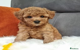 Cockapoo dogs for sale: Adorable best friend pups, sold fully vaccinated - Image 29